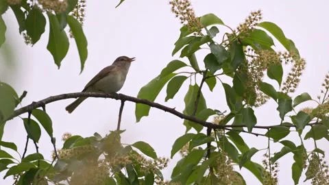A song bird singing in the forest Stock Footage 309143742