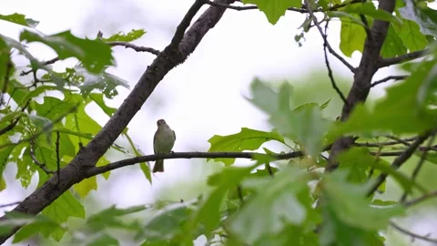 A song bird singing in the forest Stock Footage 309143743