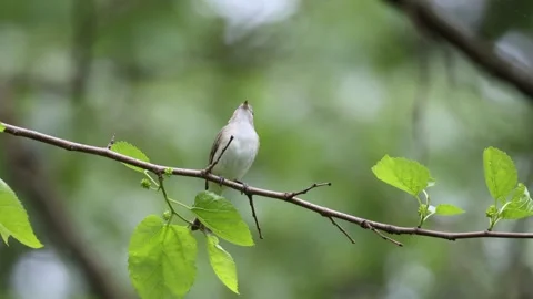 A song bird singing in the forest Stock Footage 309143754