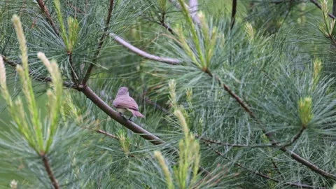 A song bird singing in the forest Stock Footage 309143757