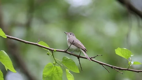 A song bird singing in the forest Stock Footage 309143766