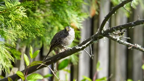 Song Bird Standing on the Tree Branches Stock Footage 218643738