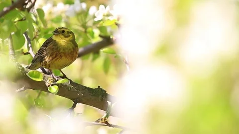 Song birds singing in the flowers in the trees Stock Footage