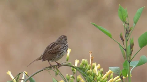 Song Sparrow 4 Stock Footage 8511969
