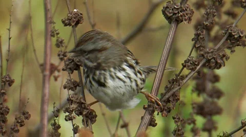 Song Sparrow Stock Footage 282015