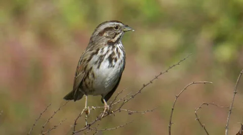Song Sparrow Stock Footage 283226