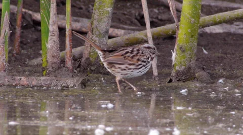 Song Sparrow Stock Footage 35194933