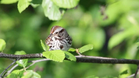 Song sparrow 스톡 동영상 279320215