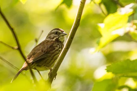 Song Sparrow Melospiza melodia bird on a branch in trees Stock Photos