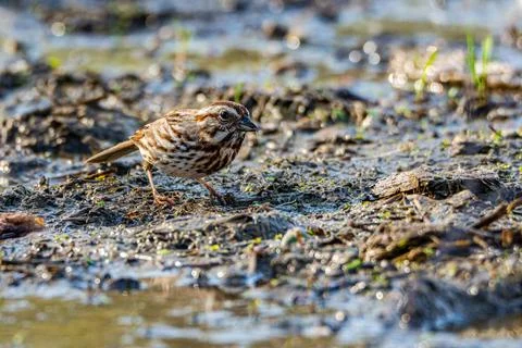 A song sparrow, Melospiza melodia, foraging at a wetland in Culver, Indian... Stock Photos