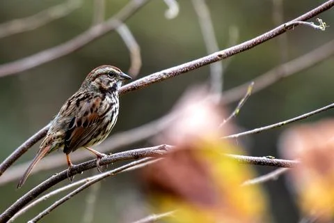 Song Sparrow (Melospiza melodia) in Golden Gate Park, San Francisco Stock Photos