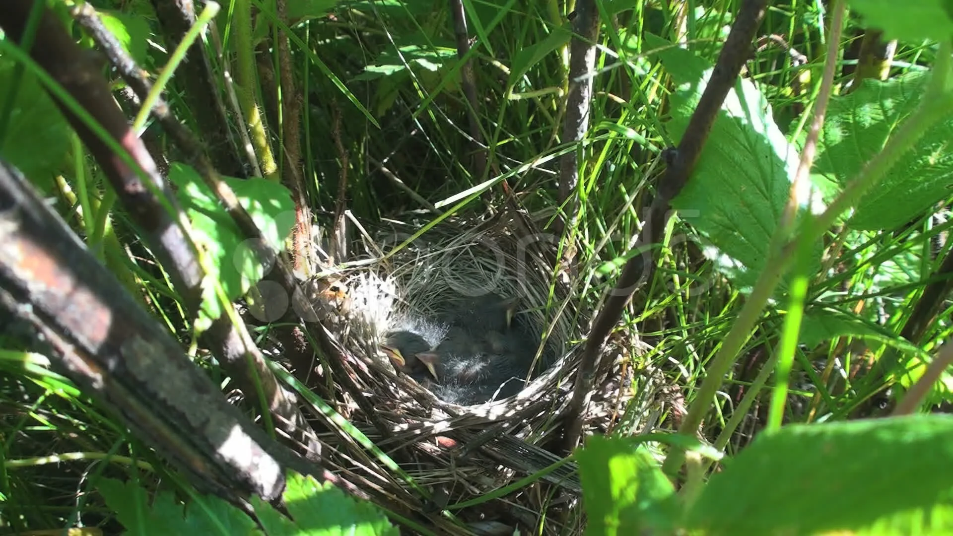 Song Sparrow Nest Cam Stock Video Pond5