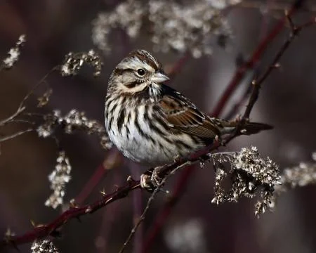 Song Sparrow Stock Photos