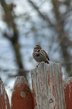 Song sparrow Stock Photos