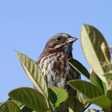 Song Sparrow Stock Photos