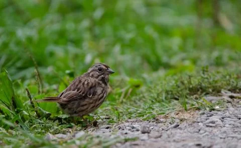 A Song Sparrow by the side of the path 스톡 사진