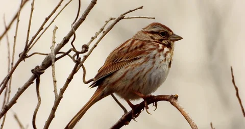 Song Sparrow Singing with Audio Stock Footage 127672710