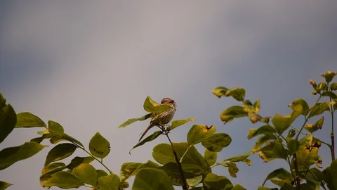 Song Sparrow Singing Stock Footage 98148835