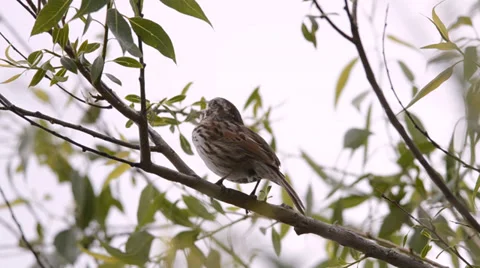 Song sparrow singing while perched in tree branch Stock Footage 39566402