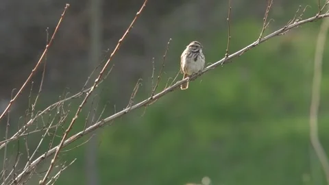 A song sparrow sings Stock Footage 283684652