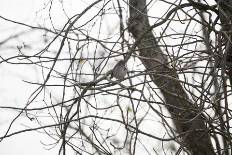 Song Sparrow on a Tree Stock Photos