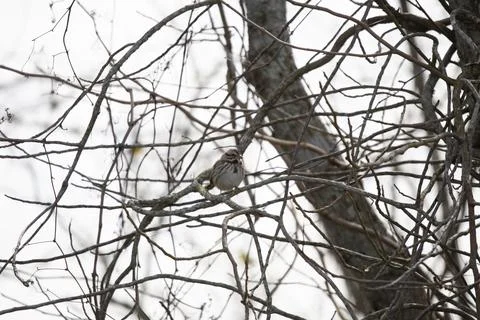 Song Sparrow on a Tree Stock Photos