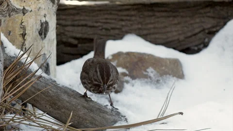 Song sparrow in winter, digging for insects or seeds, slomo, 4k Video stock 166541091