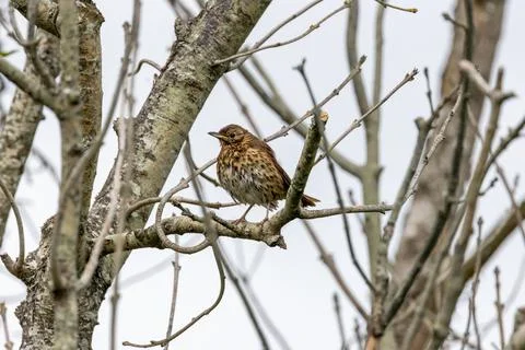 Song thrush in a bare tree against white sky 库存照片