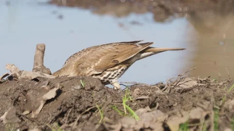 Song thrush bird gather nesting materials, Turdus philomelos Stock Footage 307399432