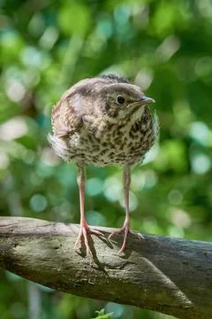 Song Thrush bird juvenile close-up ( Turdus Philomelos ) Photos