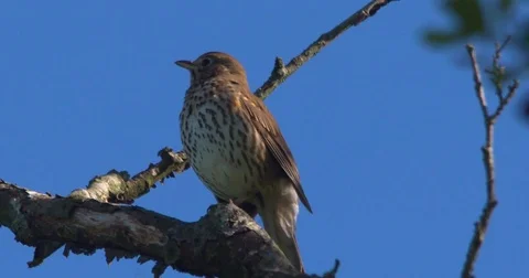 Song thrush bird singing from tree branch. Slow motion Stock Footage 75751454