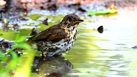 The song thrush bird taking a bath, Turdus philomelos Vidéo 194736945