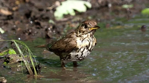 The song thrush bird taking a bath, Turdus philomelos Video stock 195406488