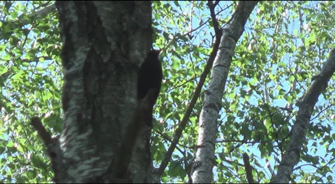 Song thrush on a branch Video stock 39208903