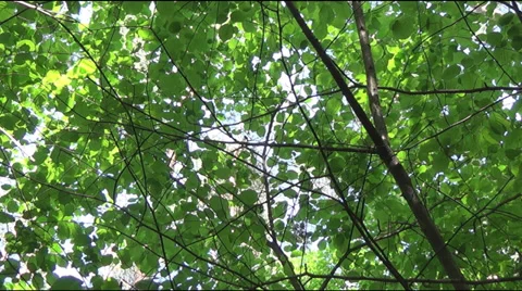 Song thrush on a branch 스톡 동영상 39209672