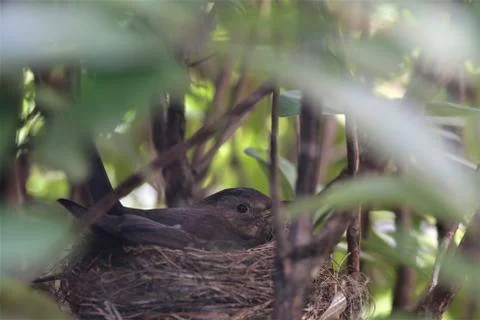 Song thrush brooding on the nest in a rhododendron bush Stock Photos