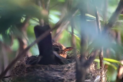 Song thrush brooding on the nest in a rhododendron bush Stock Photos