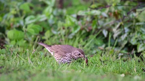 Song thrush catch a worm from the meadow, spring Video stock 155679067