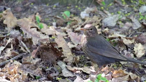 Song thrush closely followed the developments around (Turdus philomelos) Stock Footage 89136844