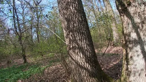 Song thrush egg on the root of a large tree, turquoise bird egg. Stock Footage 333394753