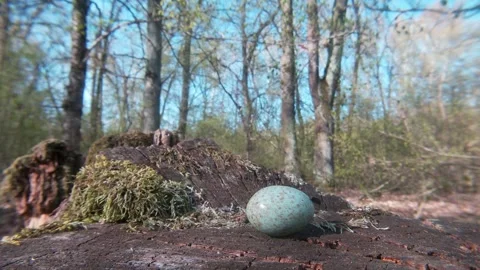 Song thrush egg on a tree stump, turquoise bird egg, spring, forest, Ukraine. Видео 333394720