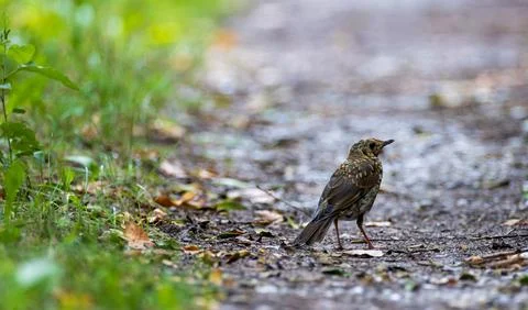 Song thrush exploring forest path for food Foto stock