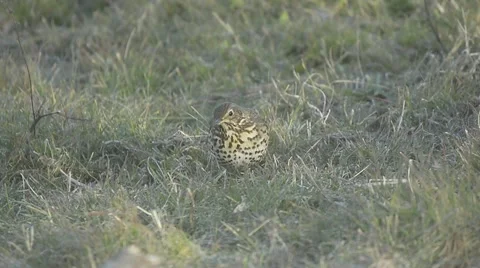 Song thrush Stock Footage 49056648
