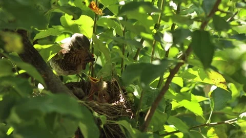 Song Thrush Stock Footage 246624162
