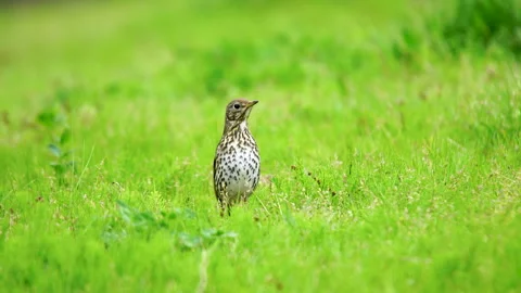 Song Thrush Stock Footage 250018985