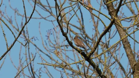 Song thrush 库存影片 332890554
