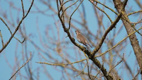 Song thrush 库存影片 332890612