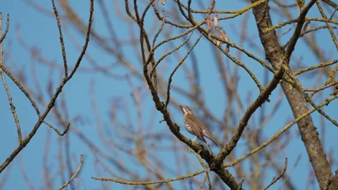 Song thrush Video stock 332890837