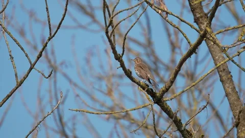 Song thrush Video stock 332890921
