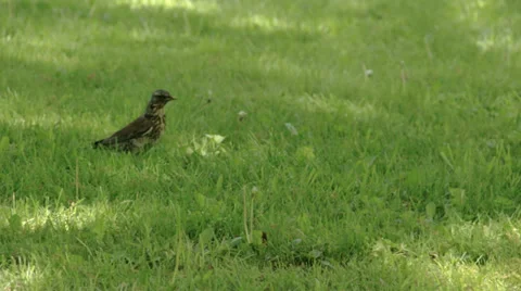 A song thrush on the grass fs700 odyssey 7q Stock Footage